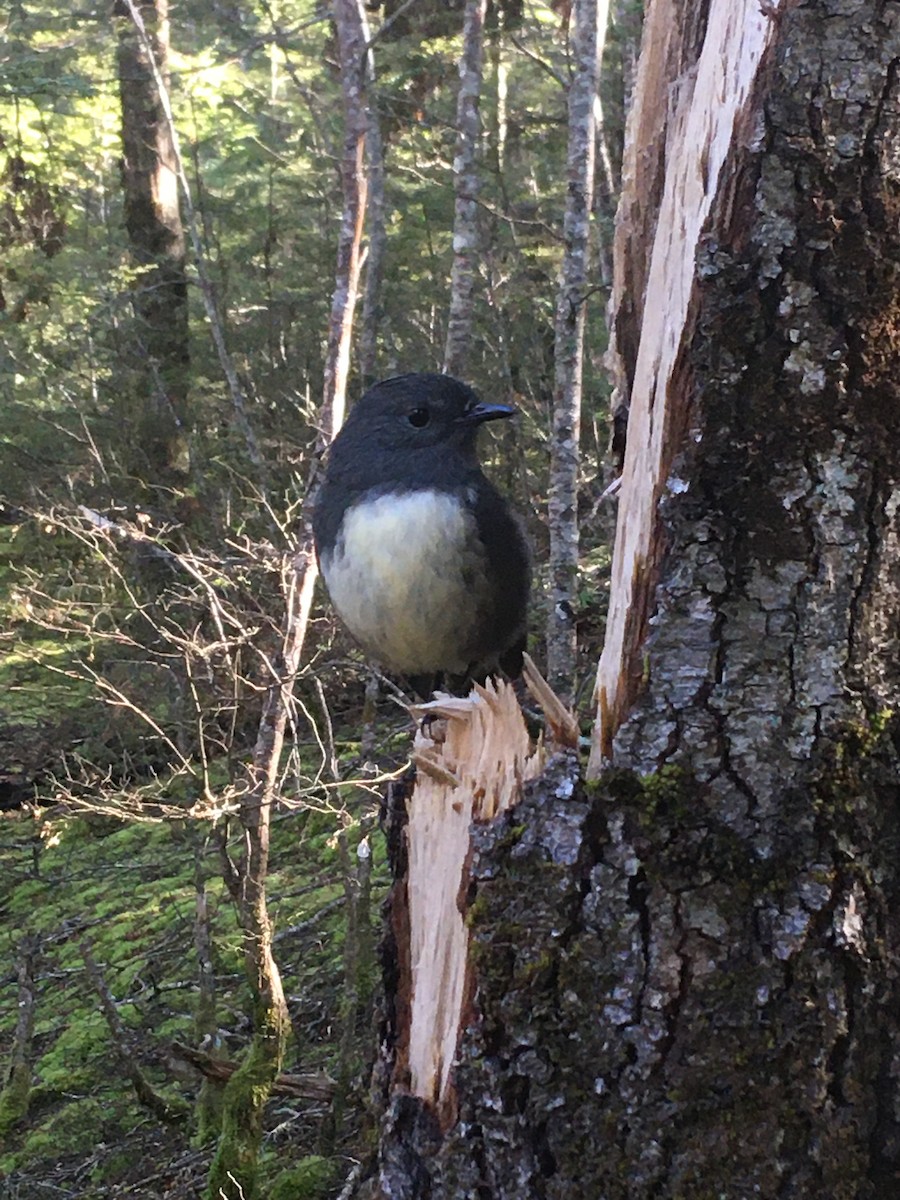 South Island Robin - ML618068953