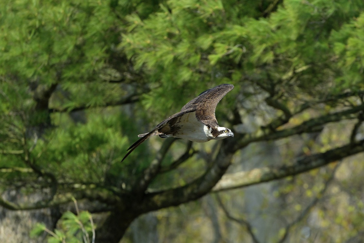 orlovec říční - ML618068954