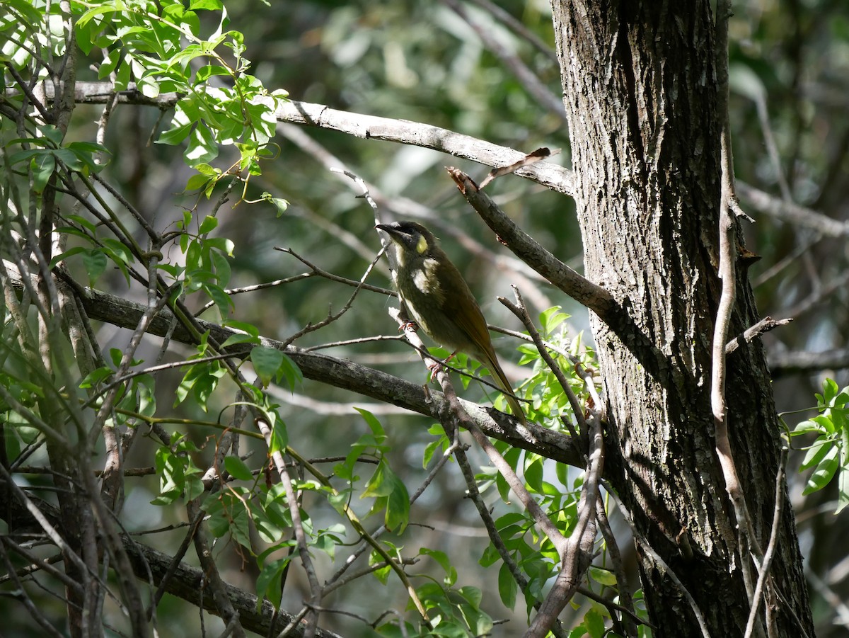 Lewin's Honeyeater - ML618068974