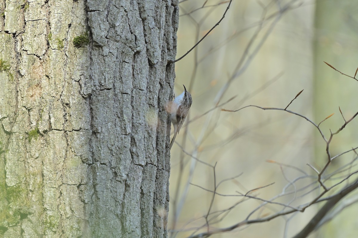 šoupálek americký - ML618068998