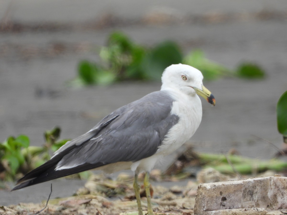 Black-tailed Gull - ML618069078