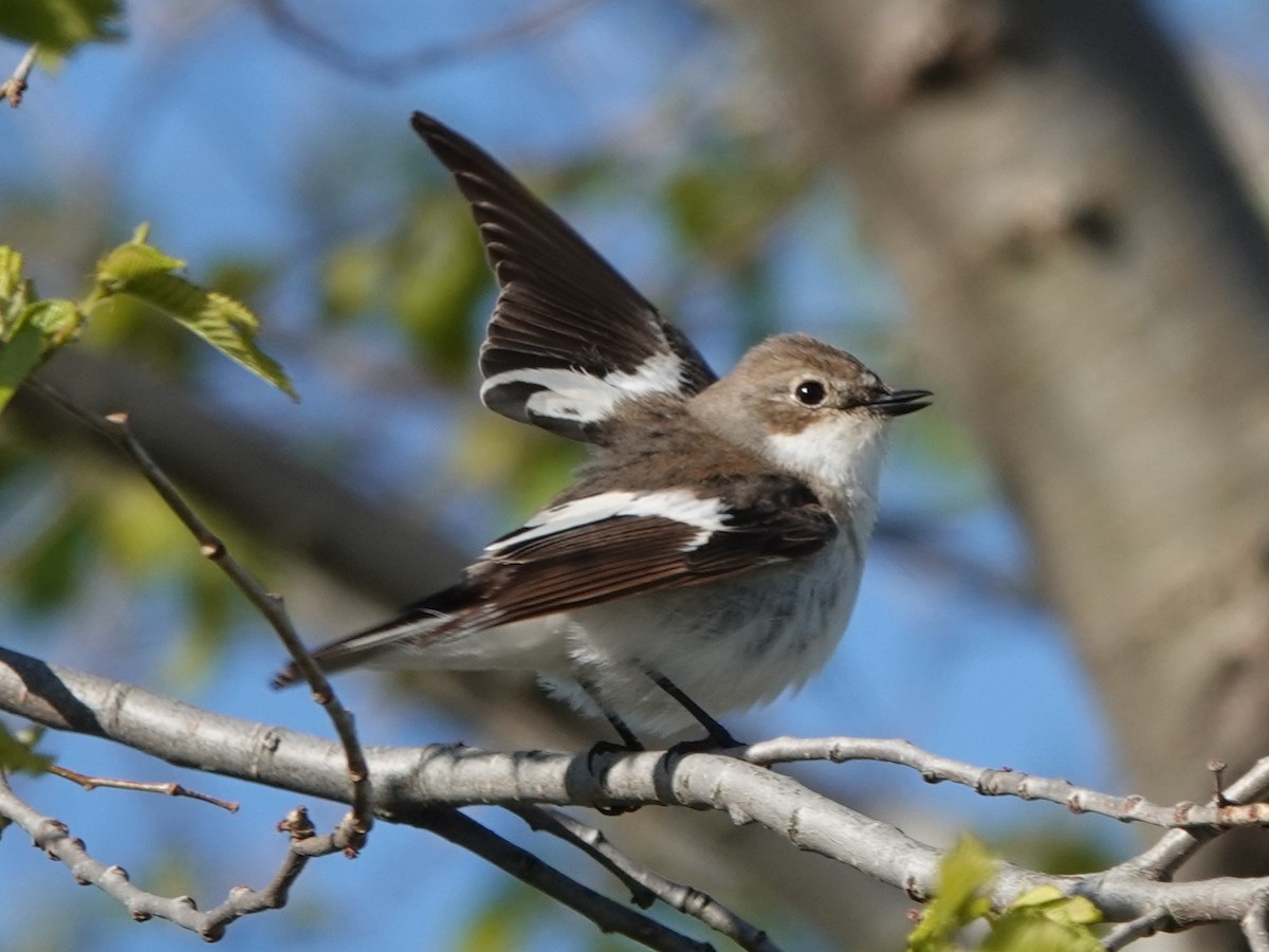 European Pied Flycatcher - ML618069082