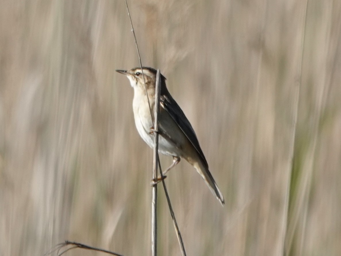 Sedge Warbler - ML618069096