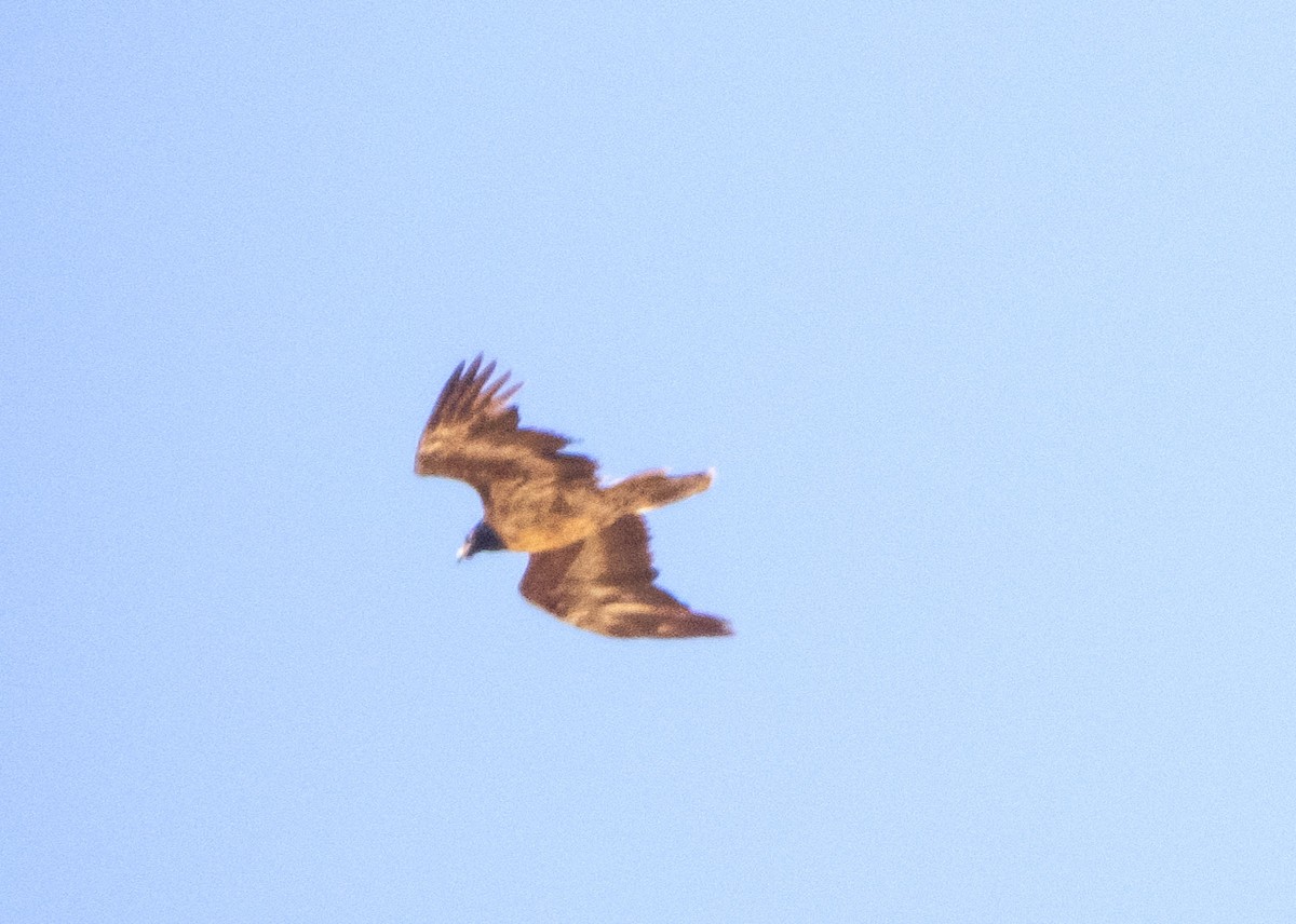 Bearded Vulture - Shahrzad Fattahi