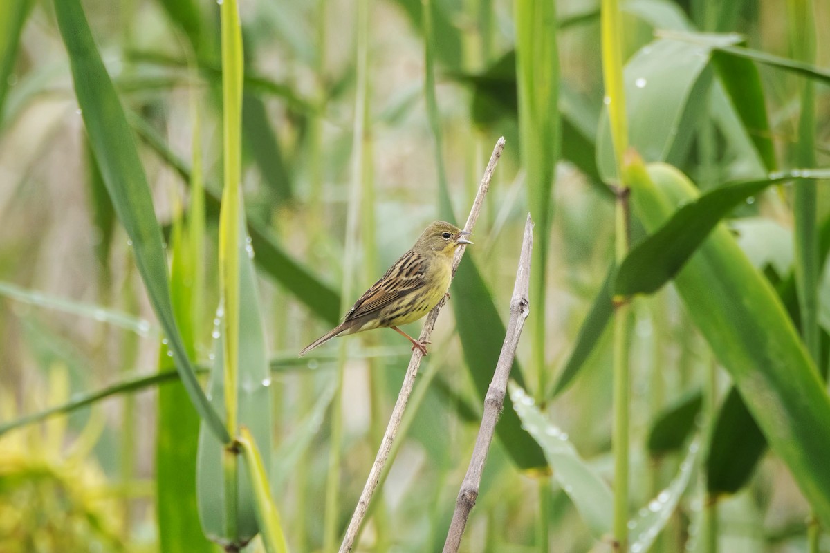 Yellow Bunting - ML618069110