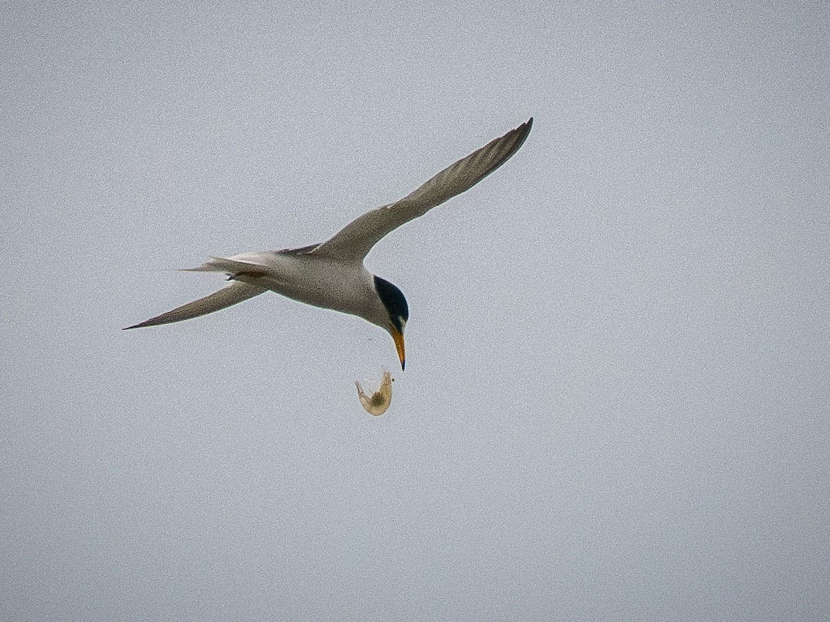 Little Tern - ML618069112