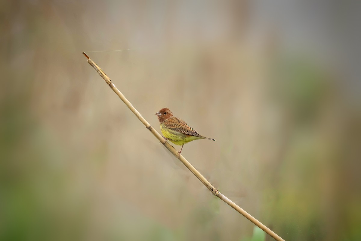 Chestnut Bunting - ML618069113