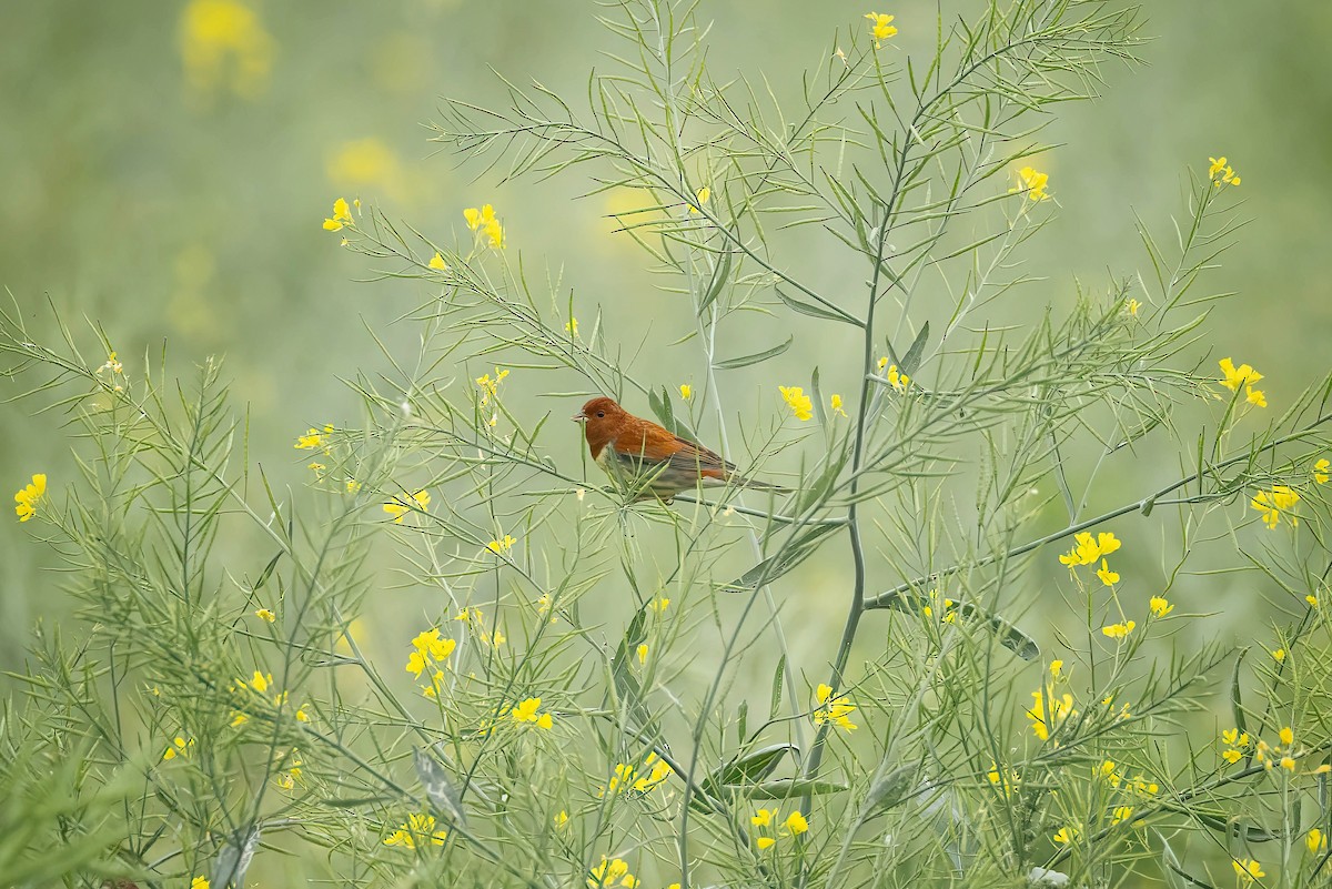 Chestnut Bunting - ML618069115