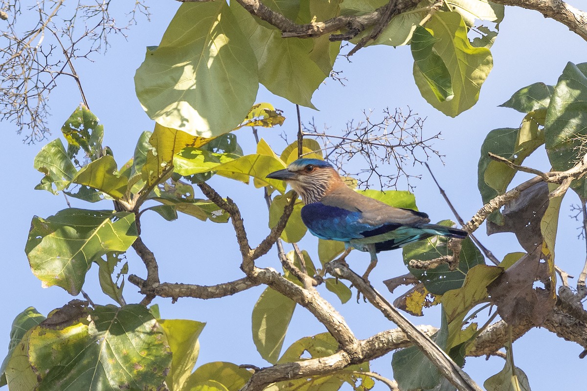 Indian Roller - ML618069122