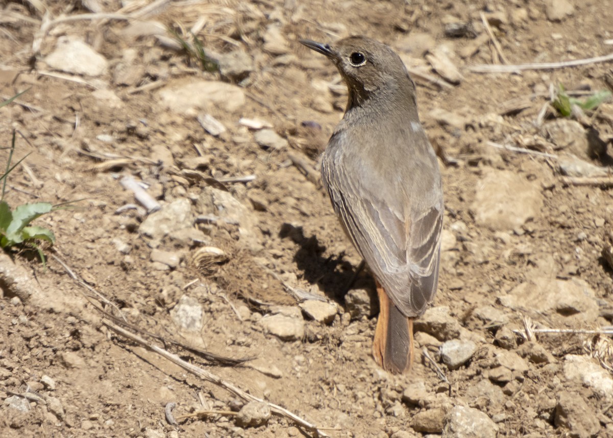 Black Redstart - Shahrzad Fattahi