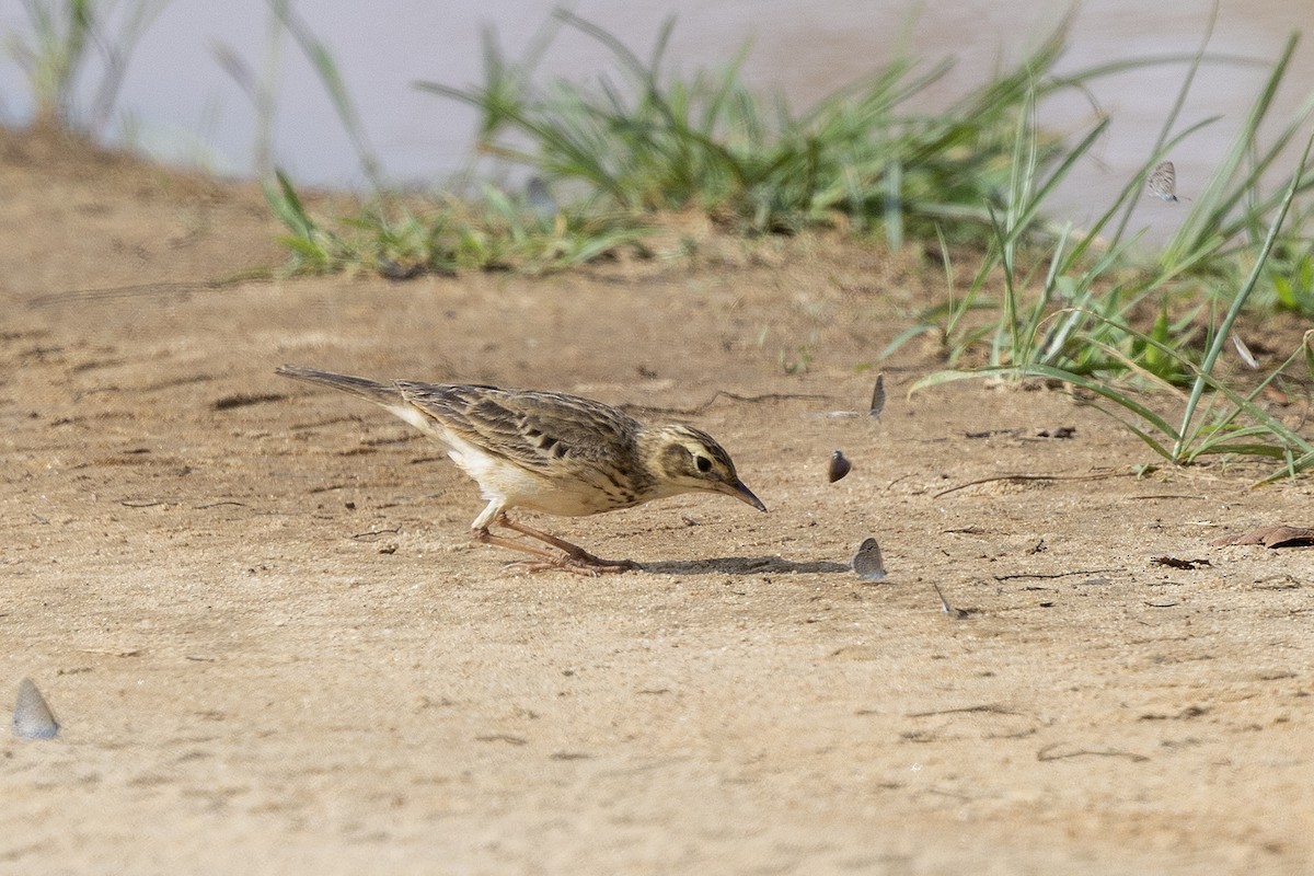 Paddyfield Pipit - ML618069134