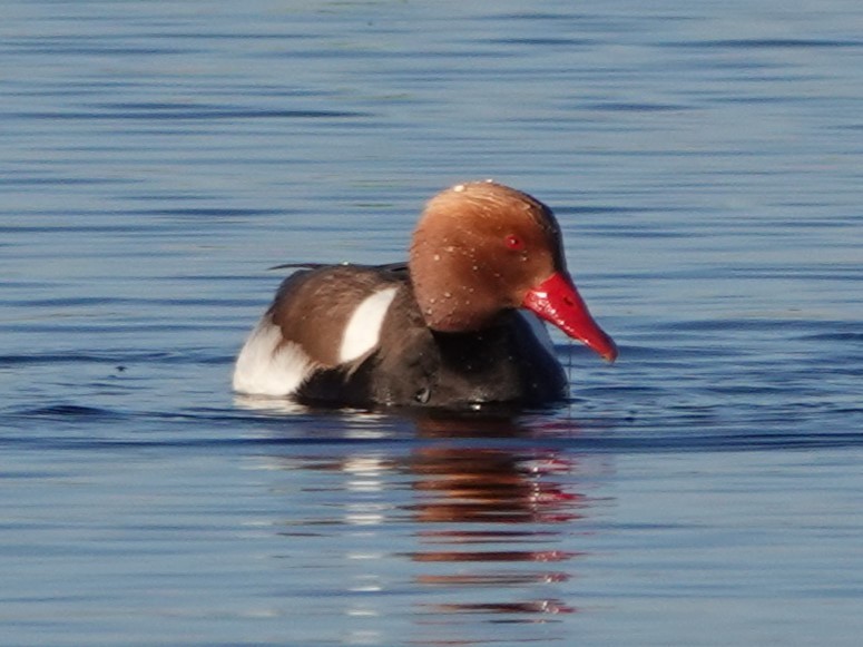 Red-crested Pochard - ML618069136