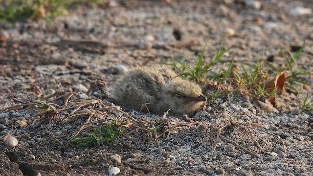 Small Pratincole - ML618069137