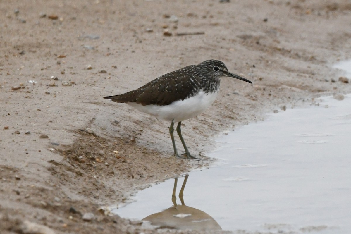 Green Sandpiper - ML618069146