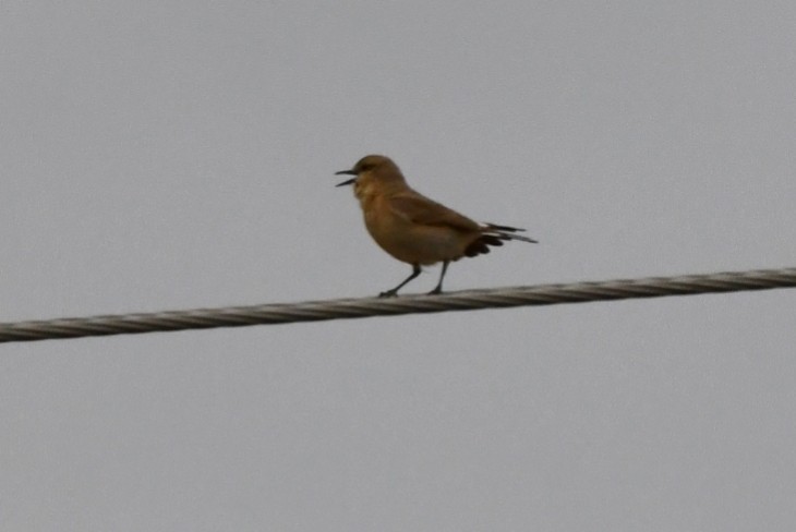 Isabelline Wheatear - ML618069160