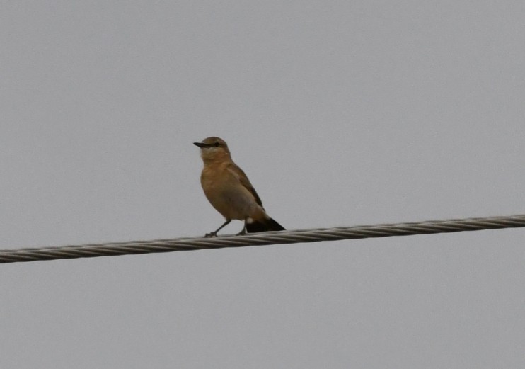 Isabelline Wheatear - ML618069162