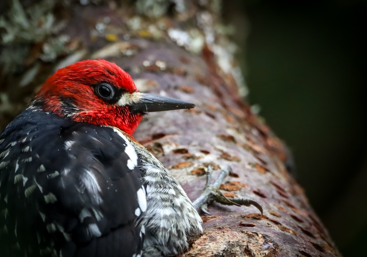 Red-breasted Sapsucker - Amanda Aman