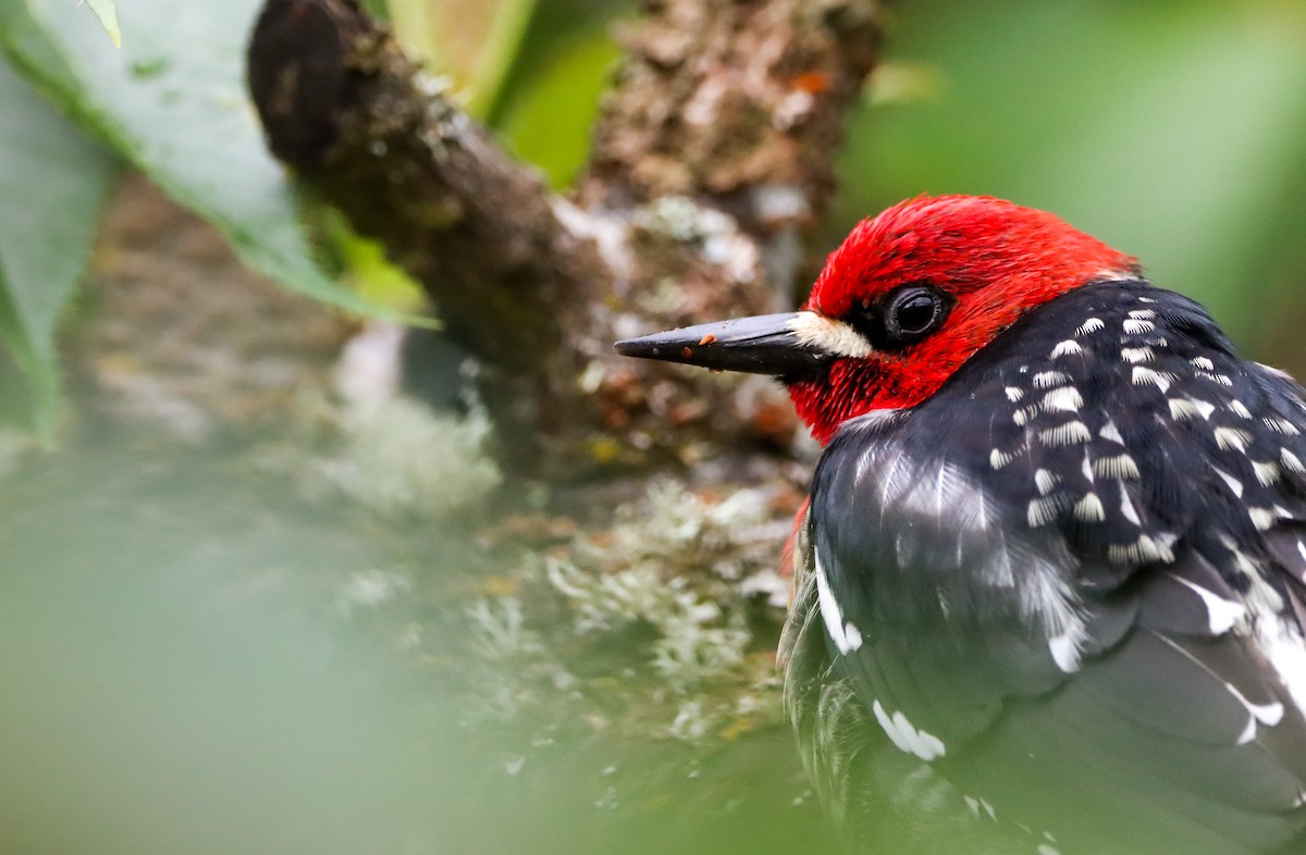 Red-breasted Sapsucker - Amanda Aman