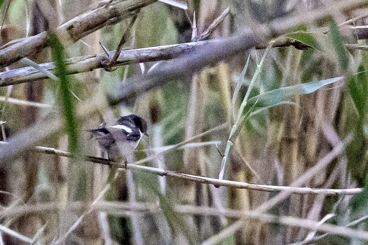 European Pied Flycatcher - ML618069175