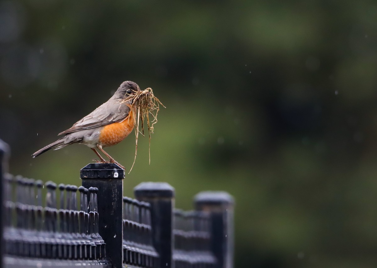 American Robin - ML618069179