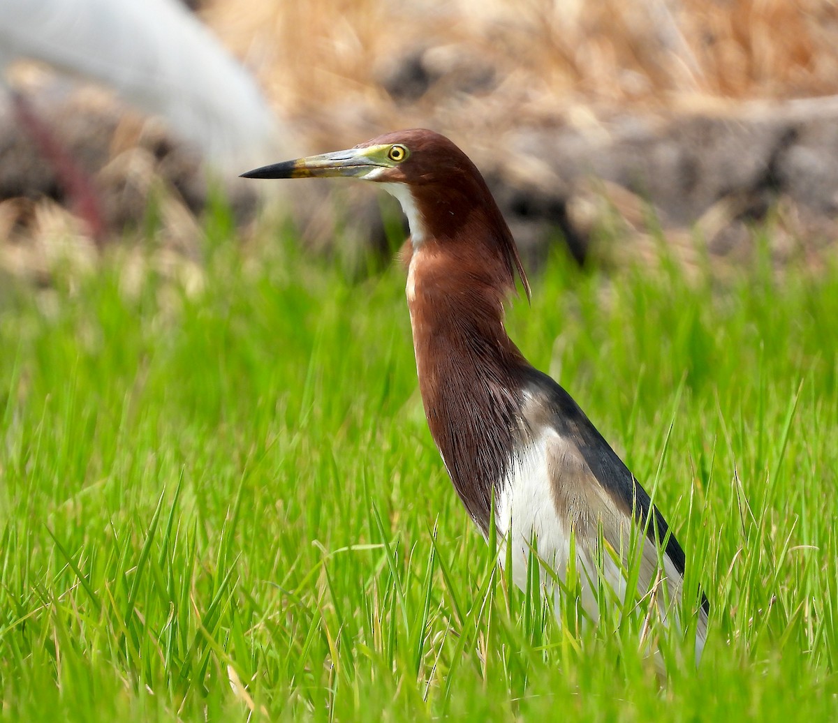 Chinese Pond-Heron - ML618069192