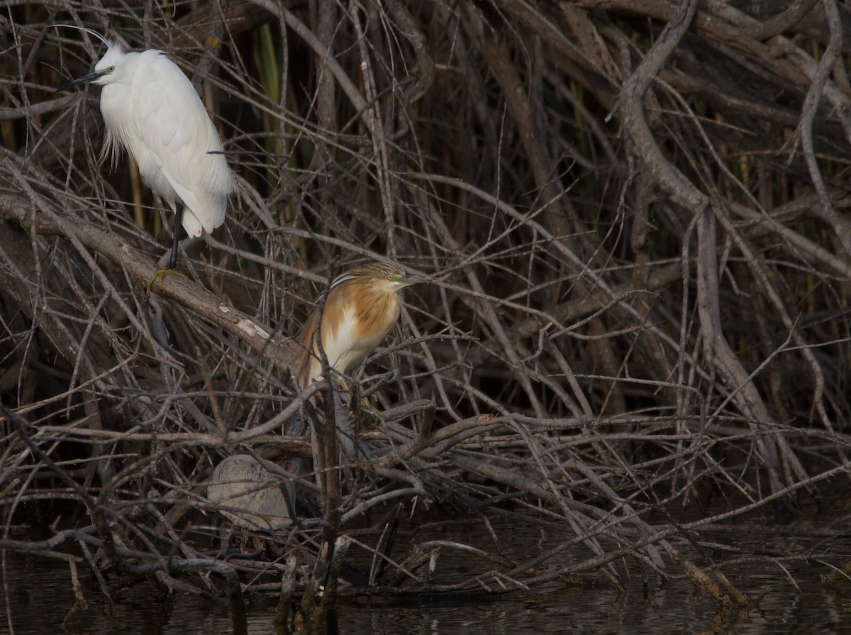 Squacco Heron - ML618069197