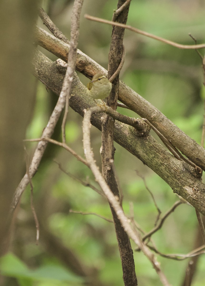 Chinese Leaf Warbler - ML618069199