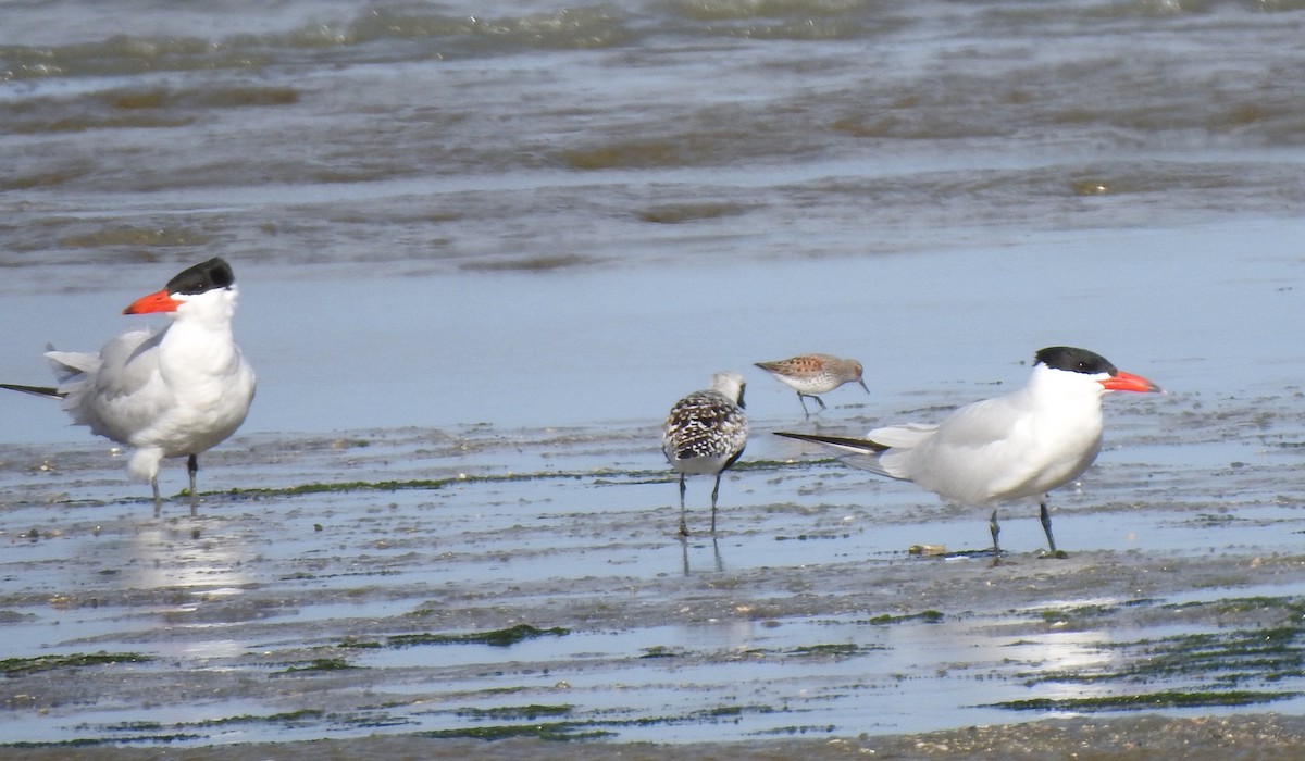 Caspian Tern - ML618069245