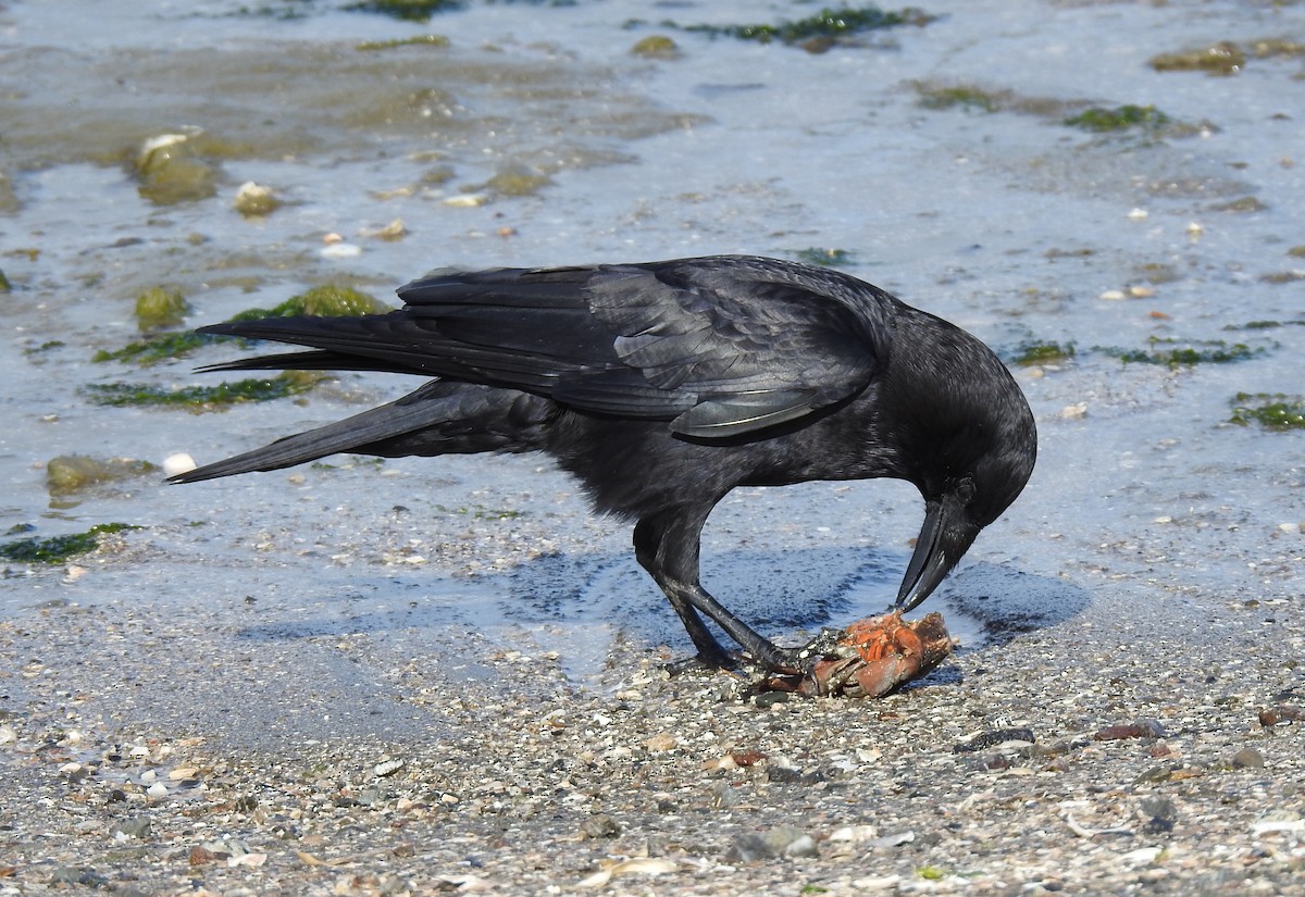 American Crow - ML618069254