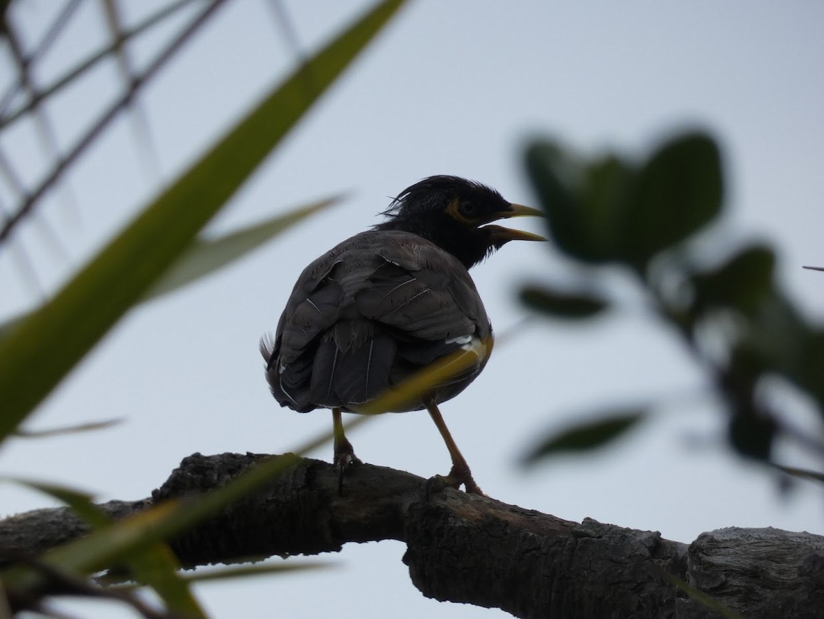 Common Myna - ML618069259