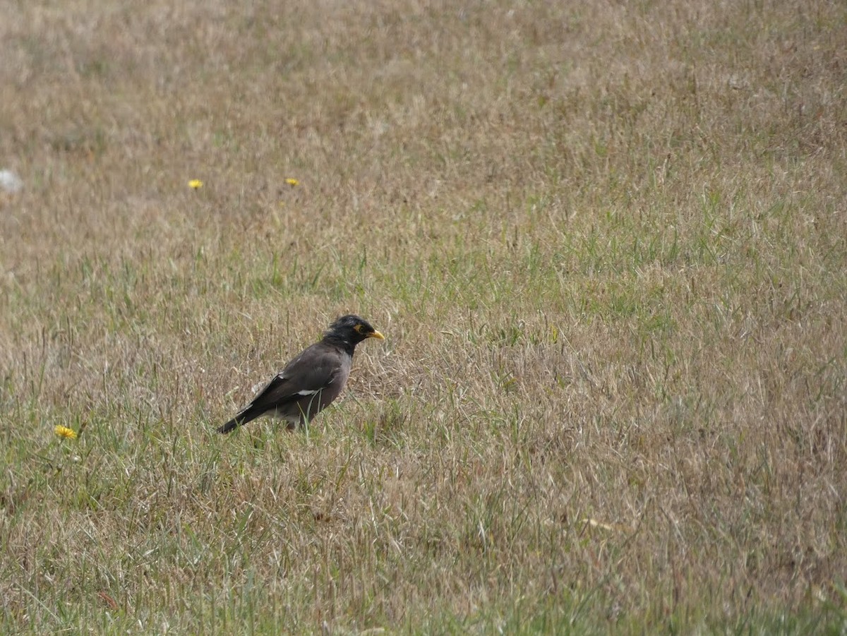 majna obecná - ML618069260