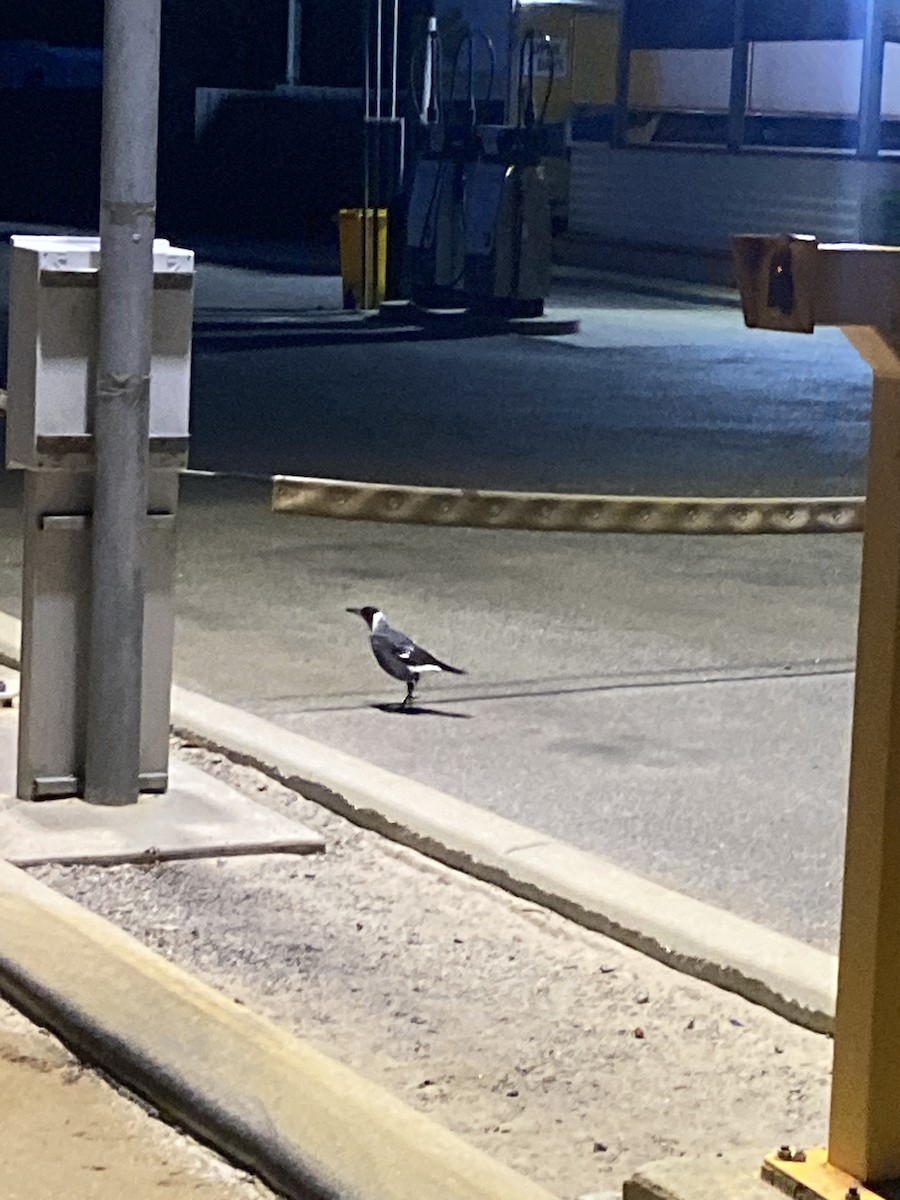 Australian Magpie (Western) - ML618069262