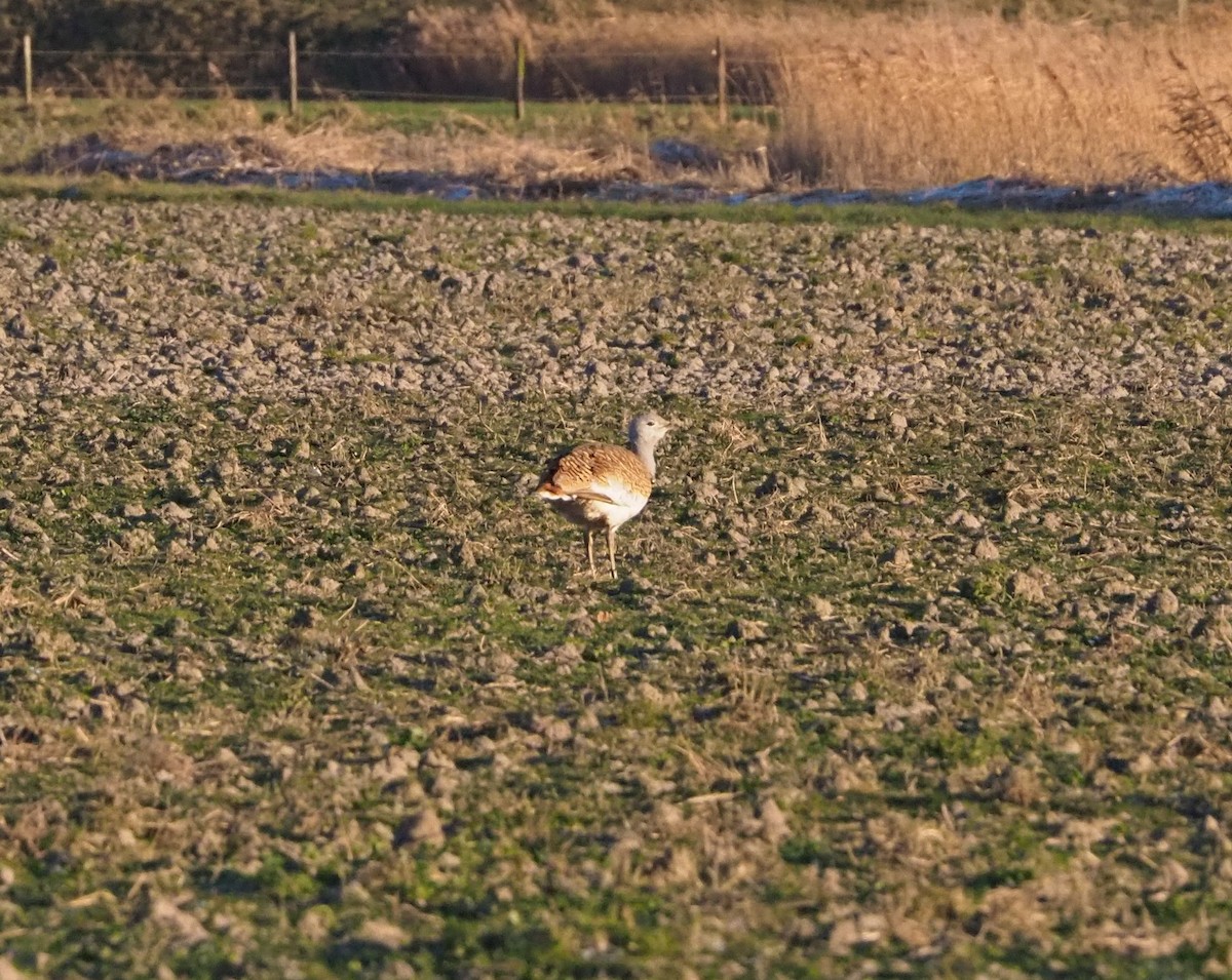 Great Bustard - ML618069263