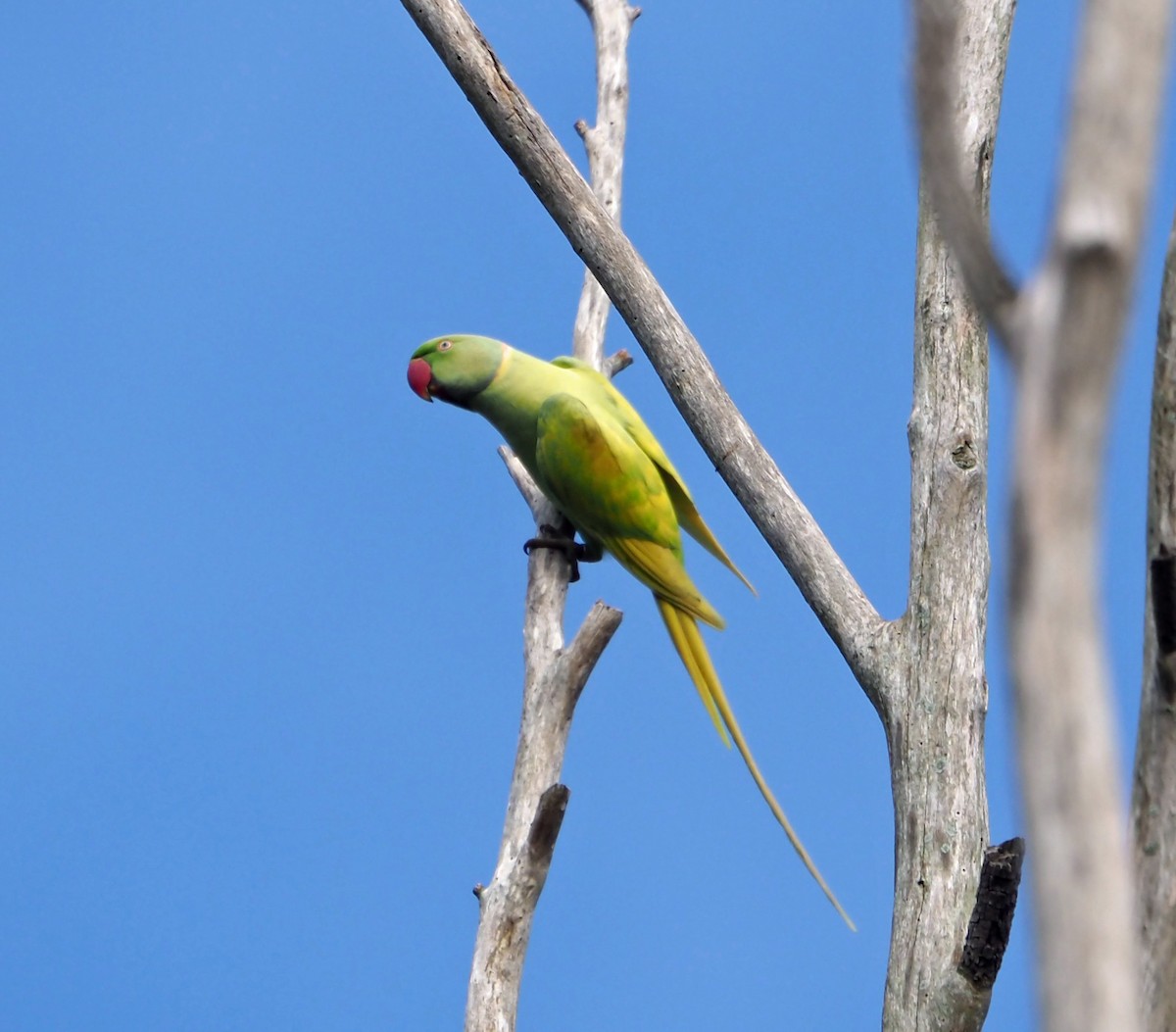 Rose-ringed Parakeet - ML618069266