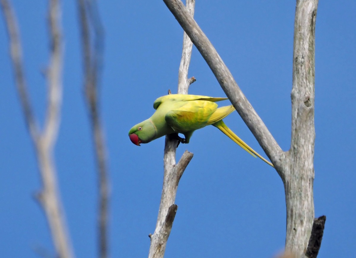 Rose-ringed Parakeet - ML618069267