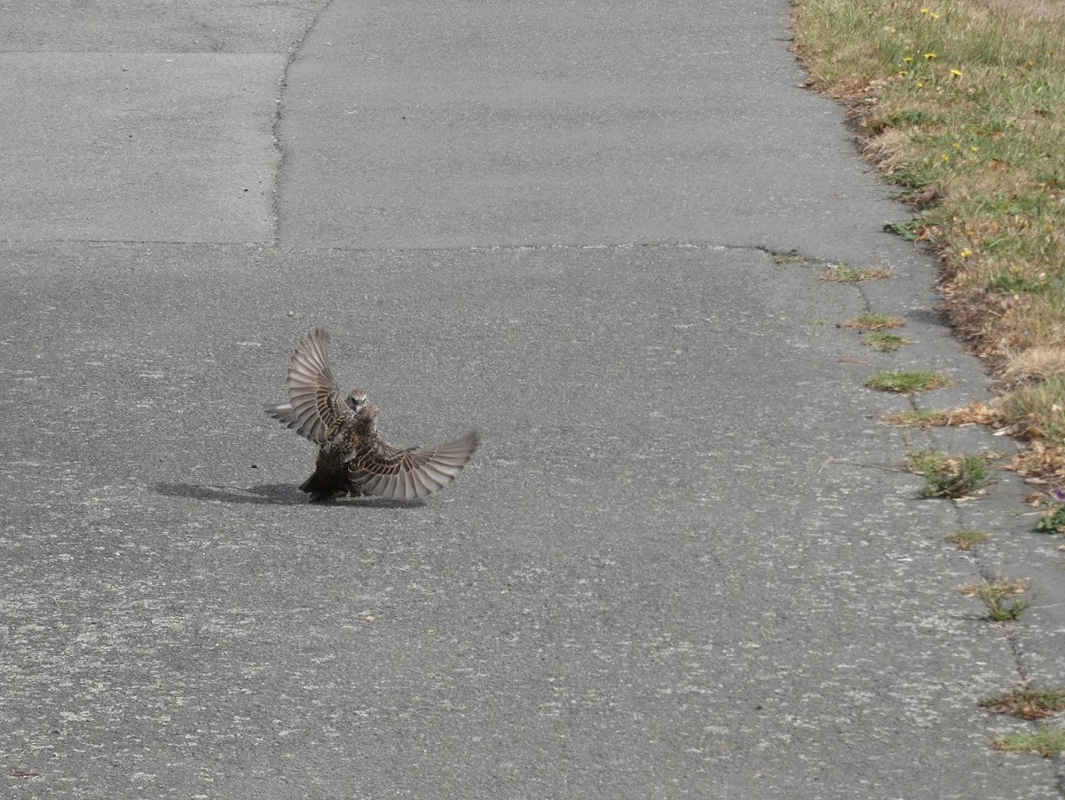 špaček obecný - ML618069272