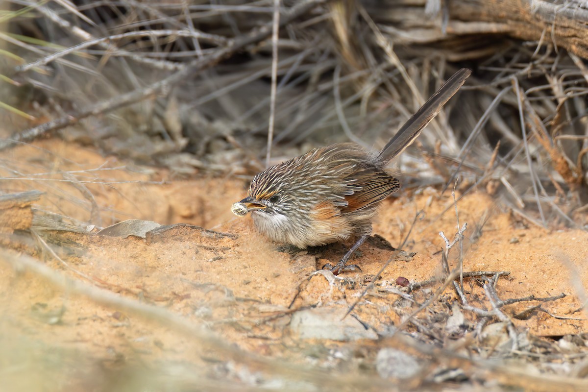 Striated Grasswren - ML618069273