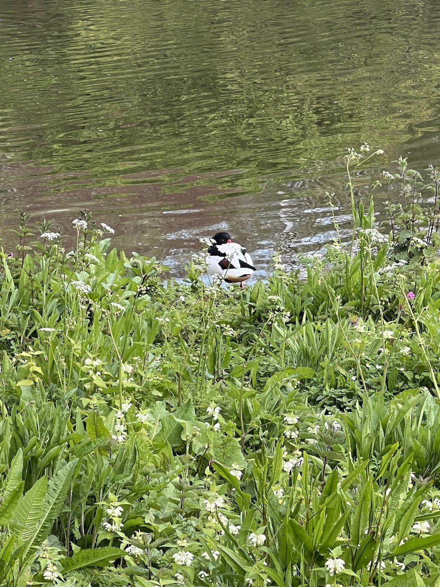 Common Shelduck - Kathryn Milligan