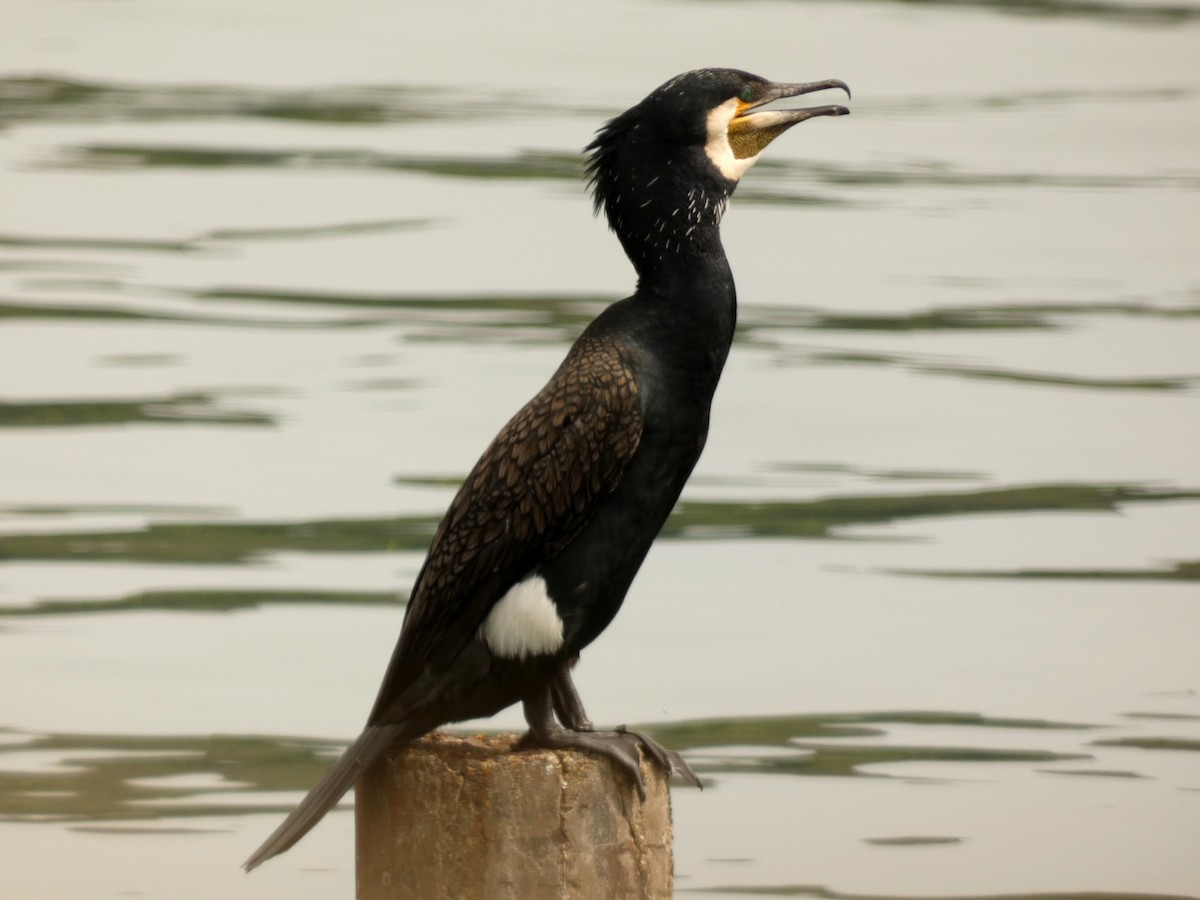 Great Cormorant - ML618069284