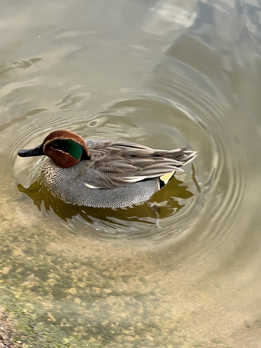 Green-winged Teal (Eurasian) - Kathryn Milligan