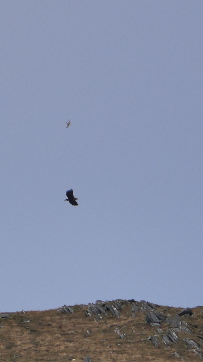 Eurasian Kestrel - Tom C