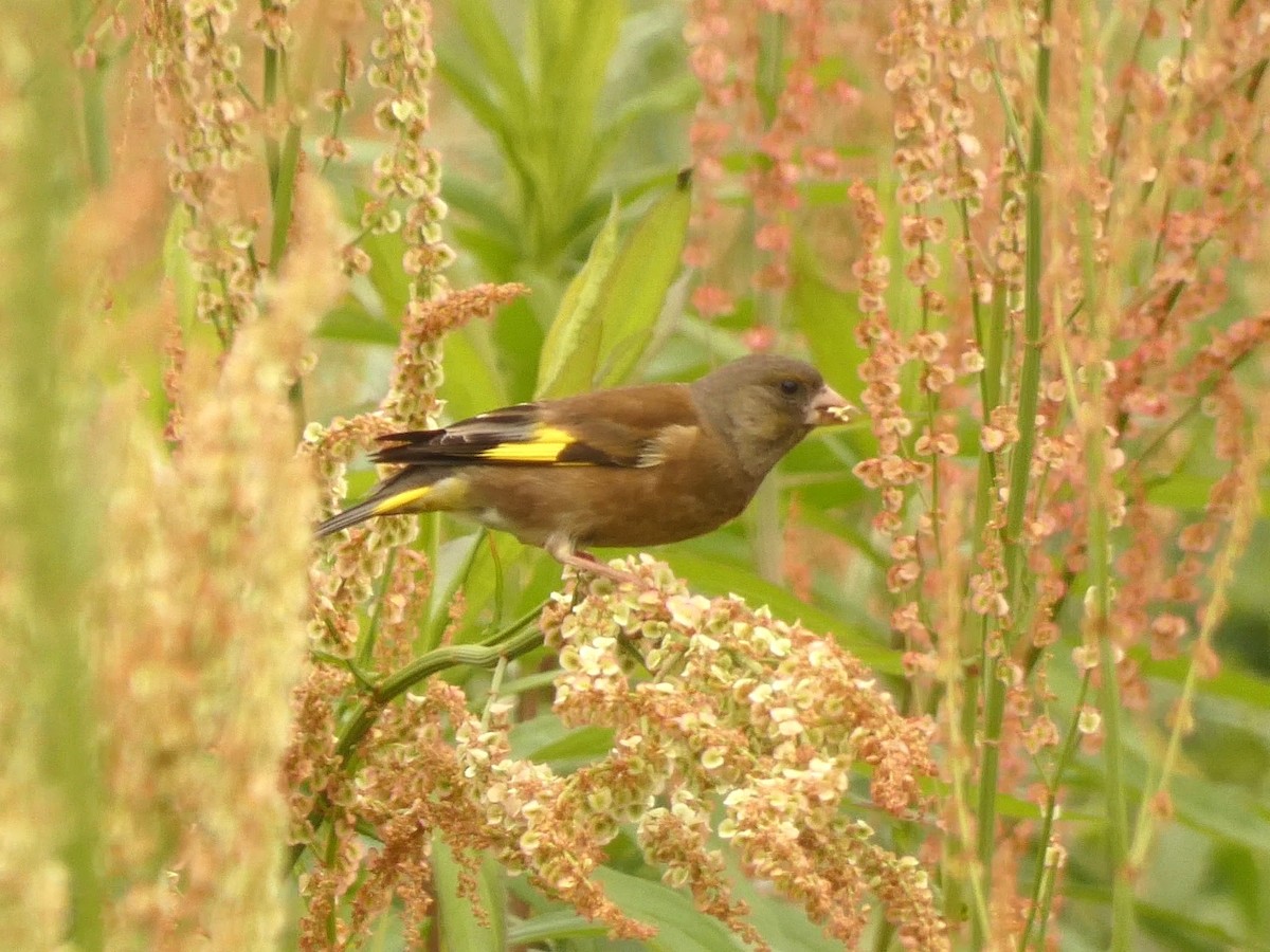 Oriental Greenfinch - ML618069299