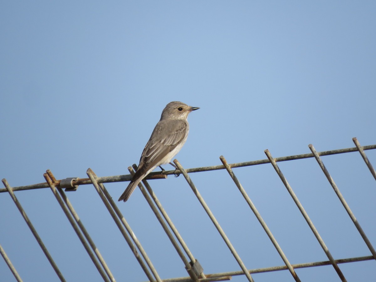 Spotted Flycatcher - ML618069318