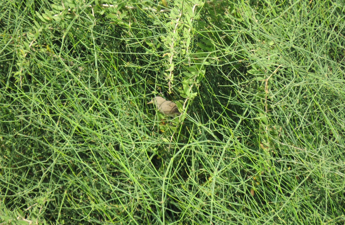 Eastern Olivaceous Warbler - Yossef Cohen