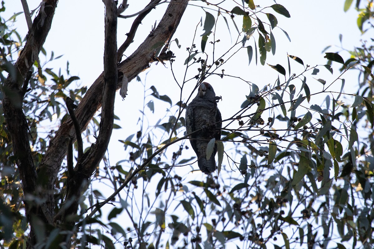 Gang-gang Cockatoo - ML618069354