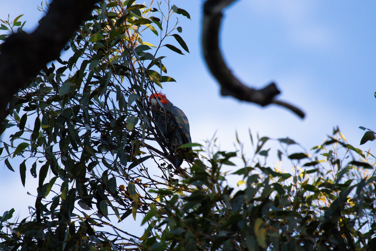 Gang-gang Cockatoo - ML618069355