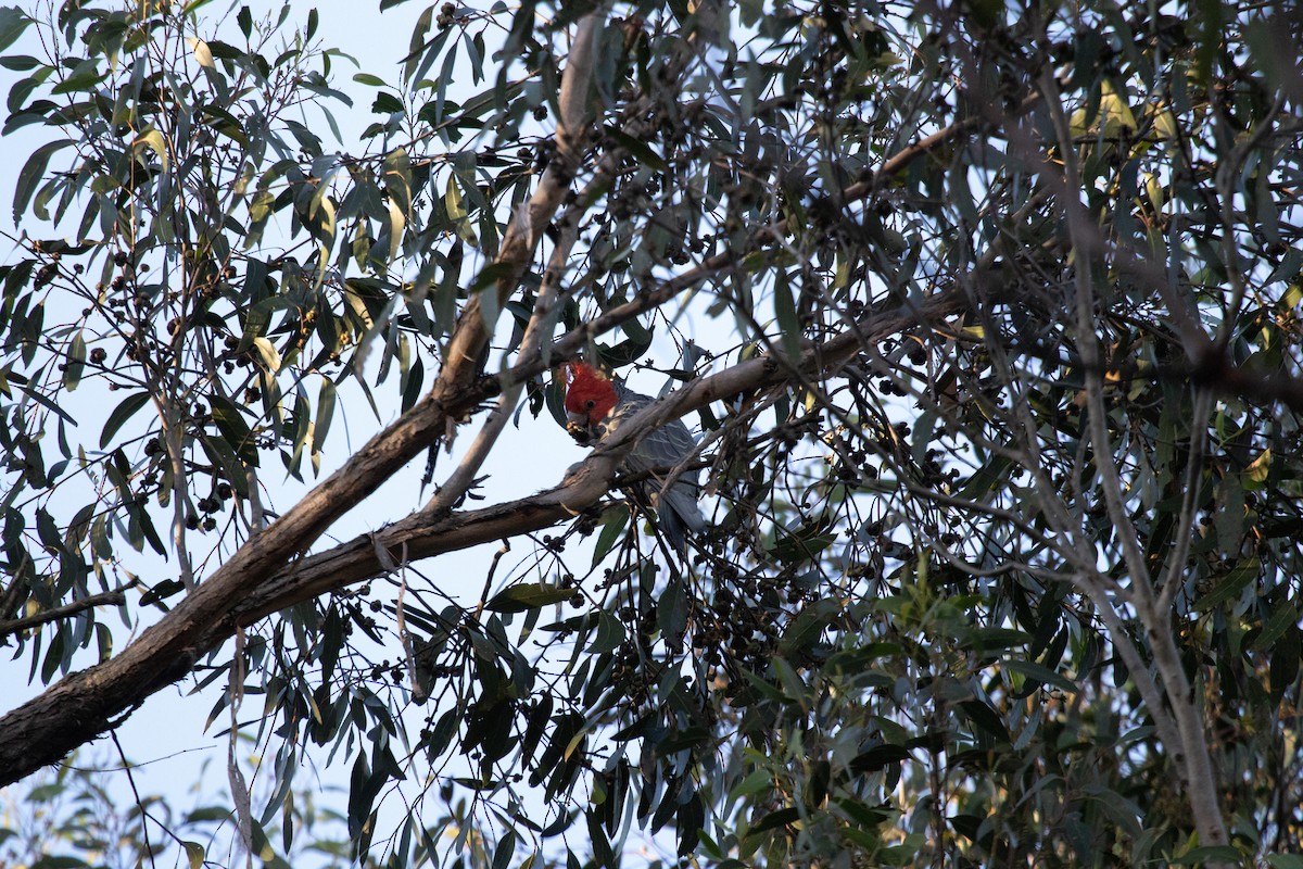 Gang-gang Cockatoo - Edward Langman