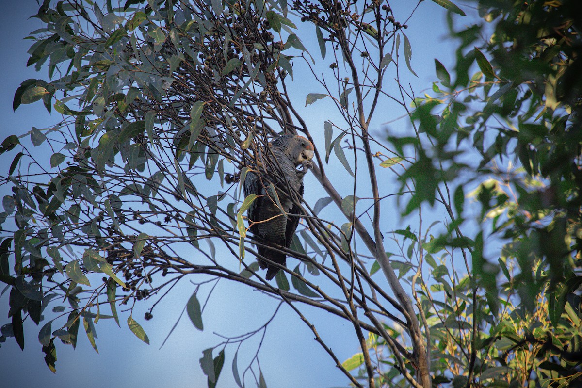 Gang-gang Cockatoo - ML618069357