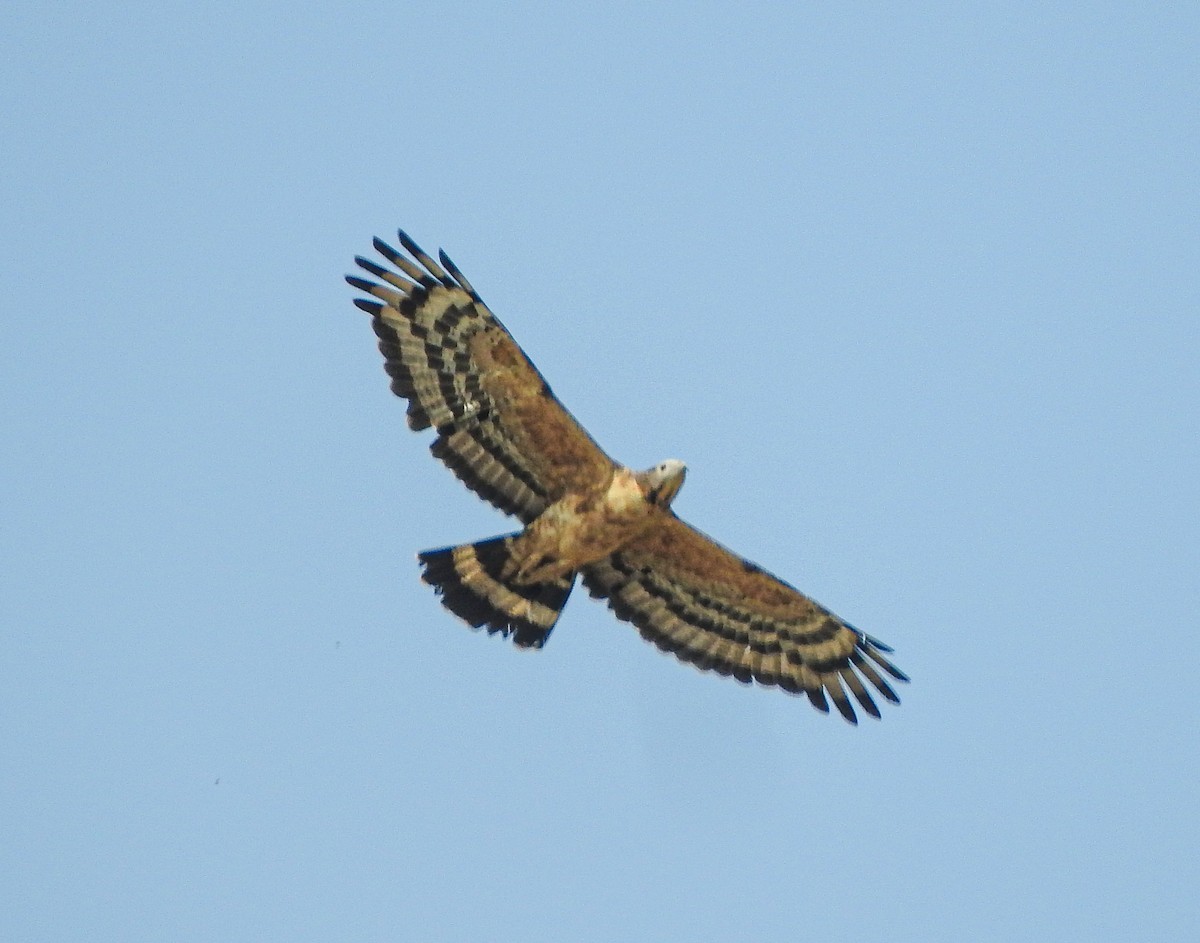 Oriental Honey-buzzard - SWARUP SAHA