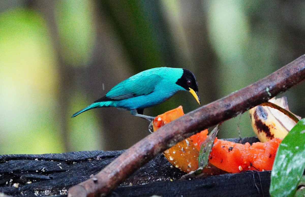 Green Honeycreeper - ML618069383